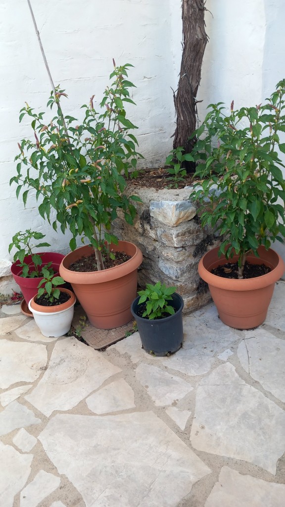 From one seed provided by Yiannis Rainbow a few years ago.