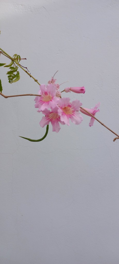 Flowering HPC with seed pod.