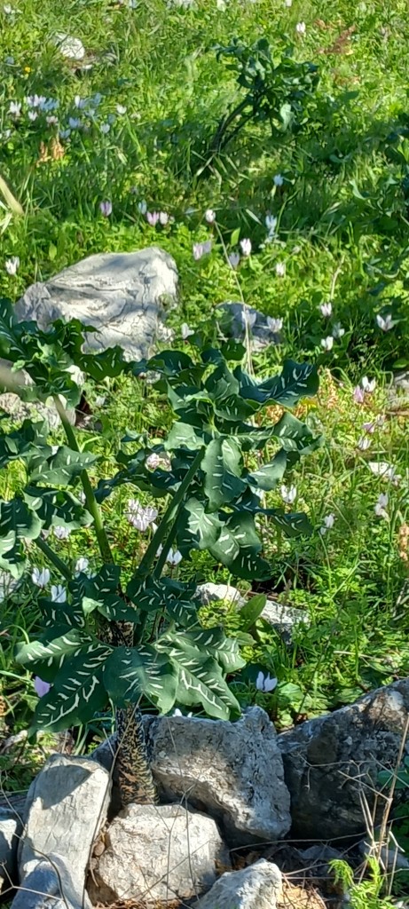The 'Judas' plants, preparing to flower around Easter time.