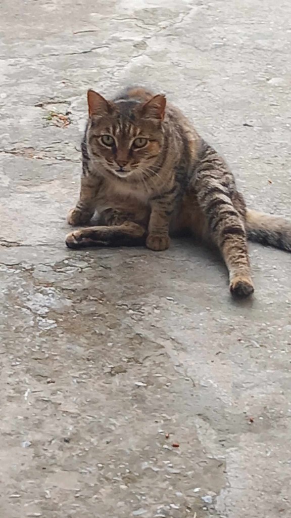 A cat about to play the double bass