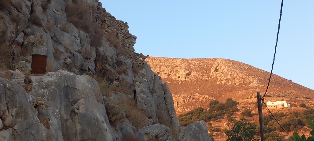 There's a goat there somewhere